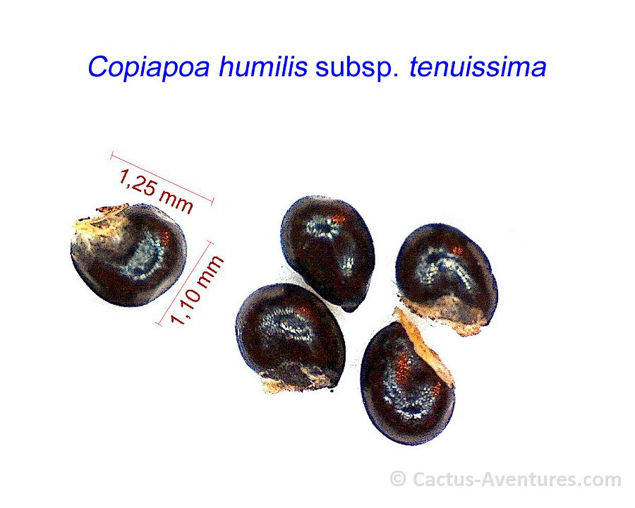 Copiapoa humilis tenuissima